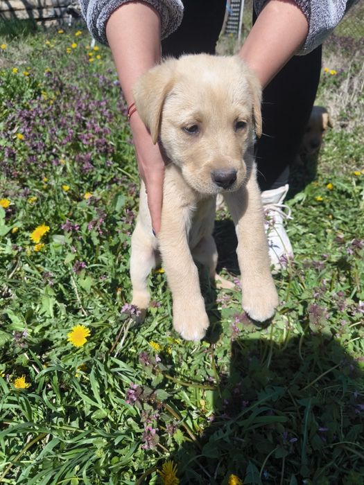 Лабрадор ретривър