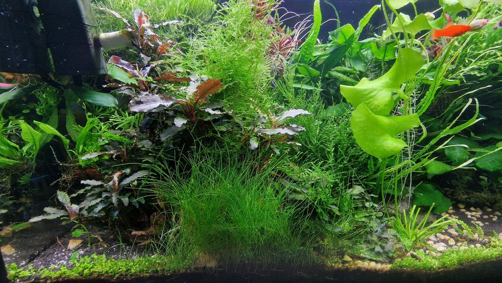 Vand Acvariu plantat 120 l