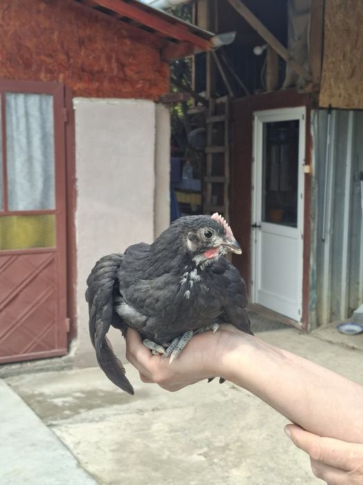 Vând pui australorp 1 lună