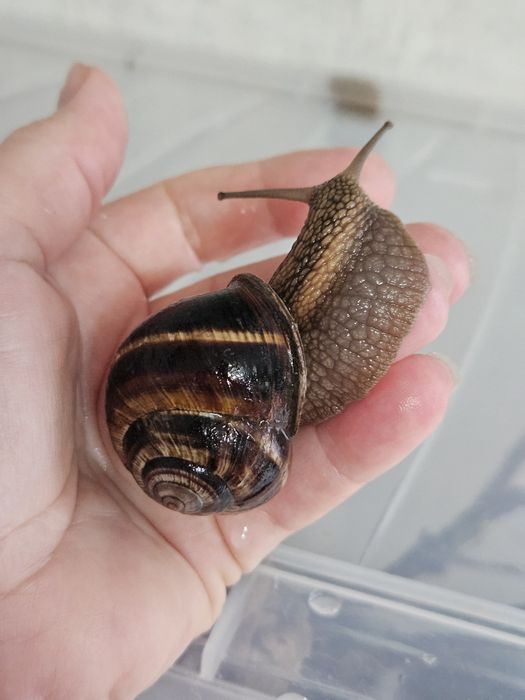 Виноградная  улитка  (Helix pomatia)