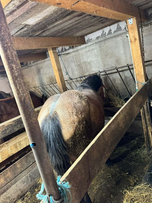 Vând mânză de 10 luni din cai buni