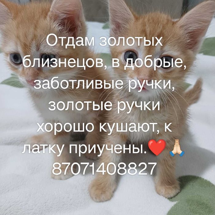 Отдам даром-котят!