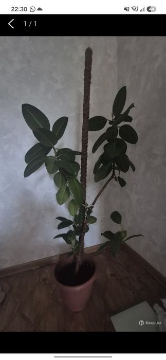 Продам растение Фикус