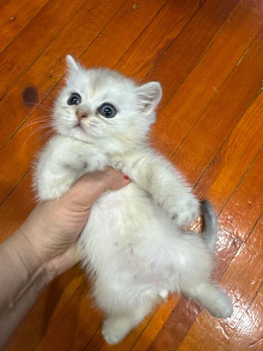 Продается котенок шиншилла серебро