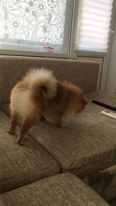 Немецкий мини шпиц