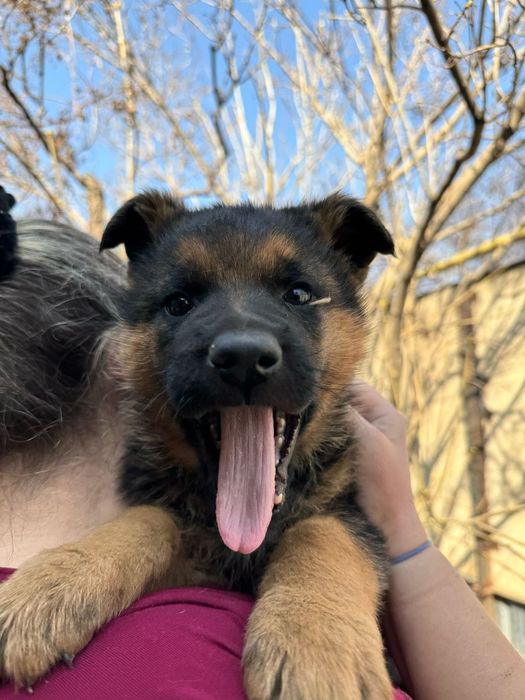 Продаем щенков немецкой овчарки