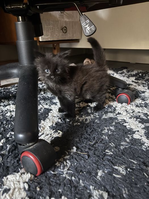 Котенок в добрые руки