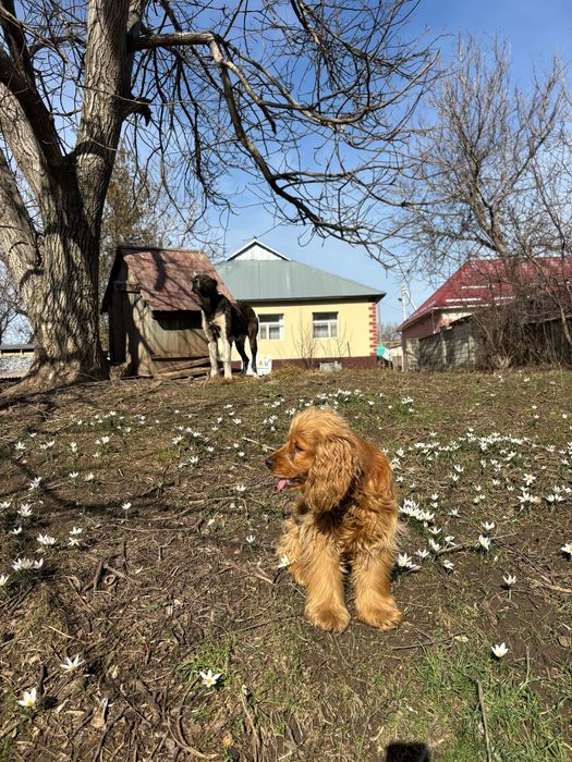 Руский спанель еркек