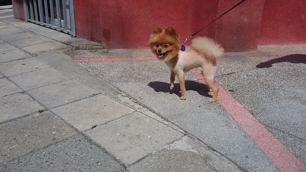 Подстригване на домашни любимци Бургас , грууминг на кучета и котки