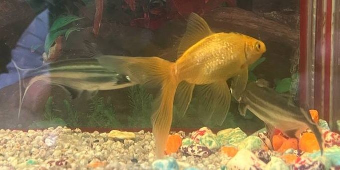 Akvarum baliqlari sotiladi kelishilgan narxda