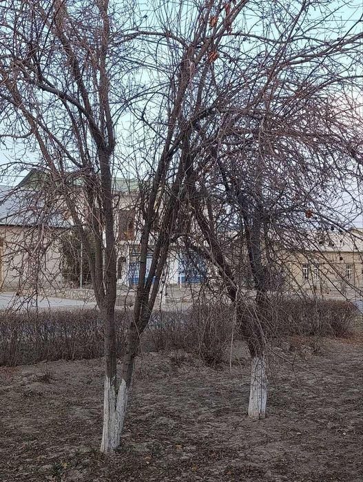 O'tin sotiladi.Daraxtlar