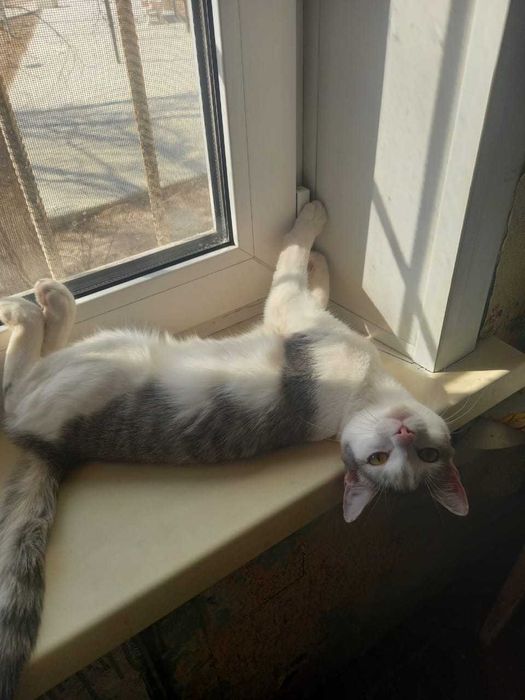 Отдам котенка девочка