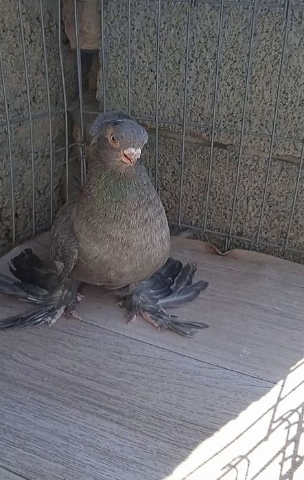 Челкарь самец молодой