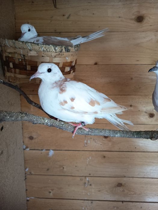 Гугутки смехурки