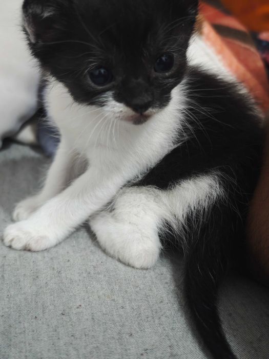 Adopție pisoi București