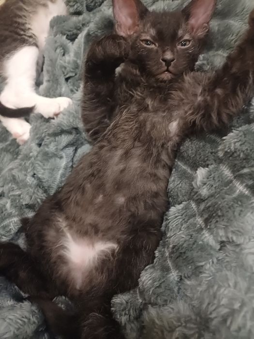 Катята  канадский  сфинкс  браш