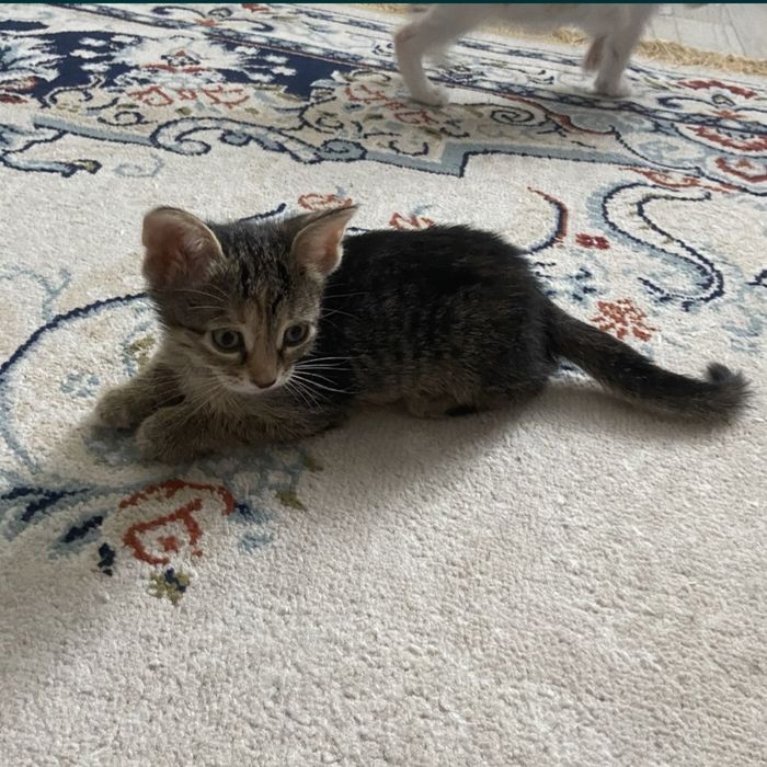 Котята 2 месяца в добрые любящие руки