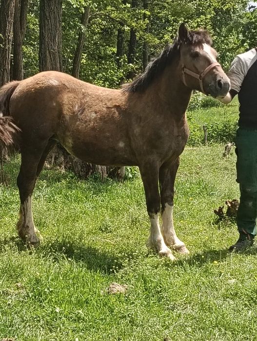 Vând mânză de 1 an schimb