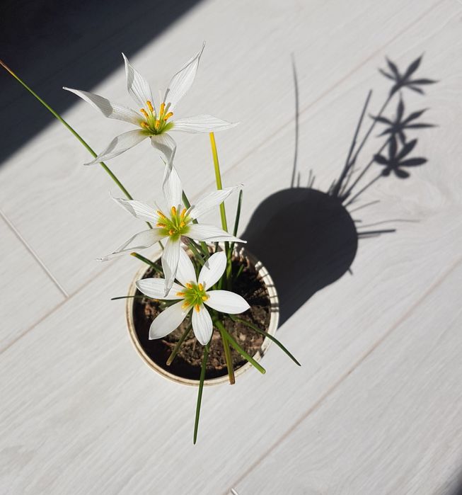 Луковицы цветка зефирантеса