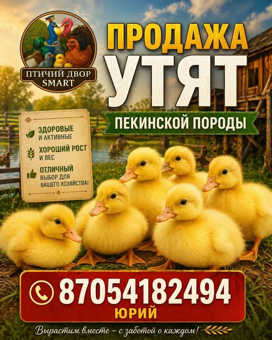 утята Пекинские .