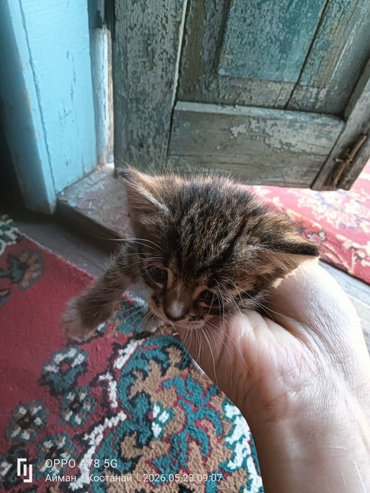 Котята 3 мальчика 1 девочка