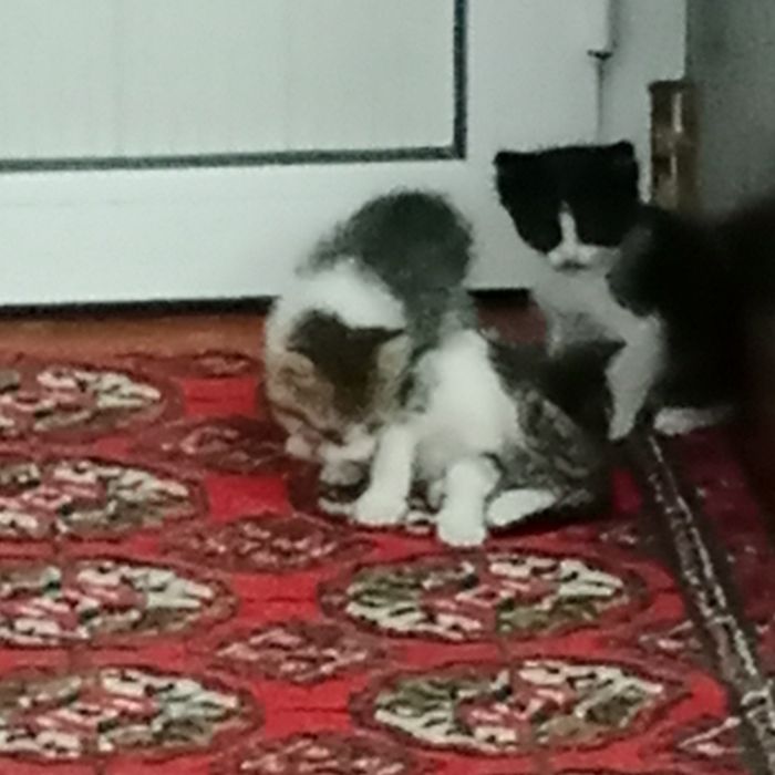 Mushuk bolalari hadya