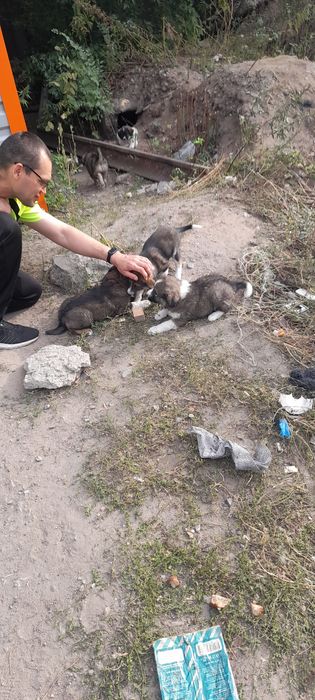 Отдам прекрасных щенков