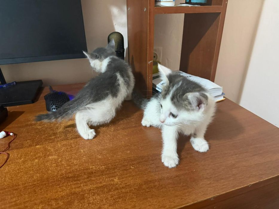 Отдам добрый руки , осталось 2 шт очень хороший умный , чистый котята