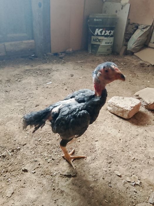 Дакан пепел шоже