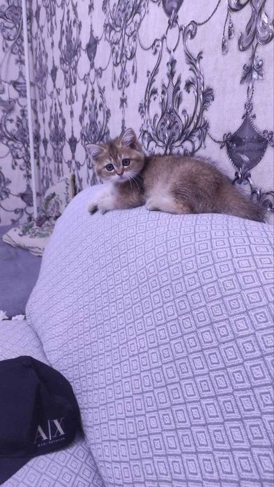 Котёнок британская шиншилла