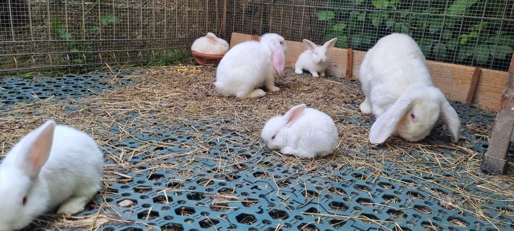Iepurasi berbec german