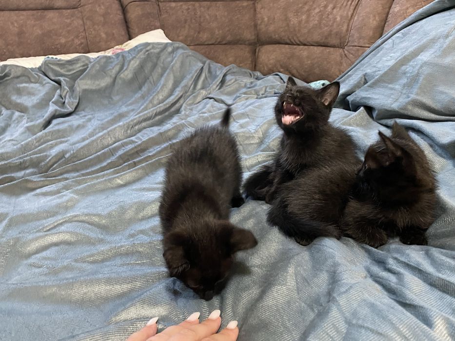 Котята чёрные девочки 1,5 месяца