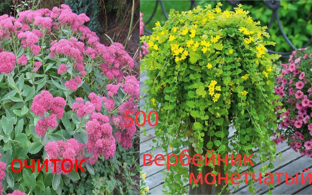 Цветочки  разные  продам