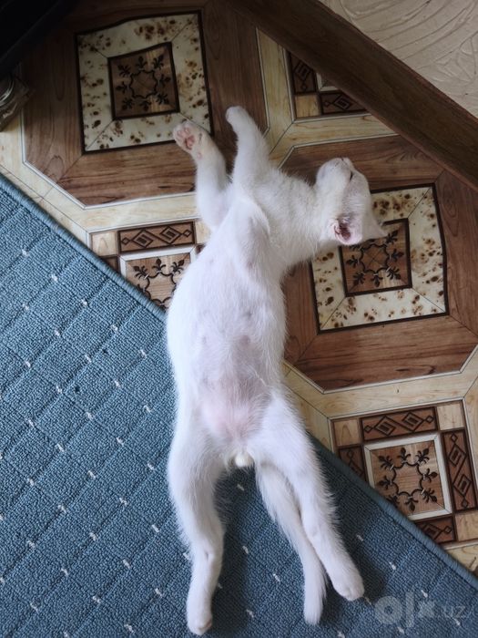Котёнок 4 месяца