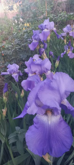 Ирисы ирисы цветы