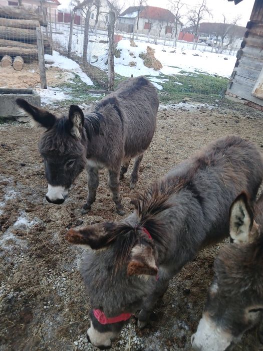 Vând magarite toate