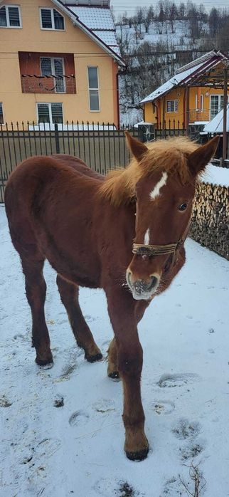 Vand manza de 7 luni