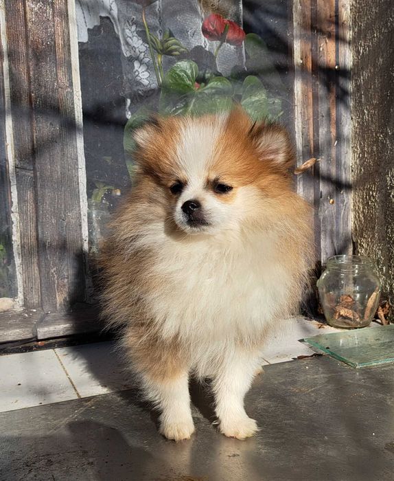 Уникално женско померанче