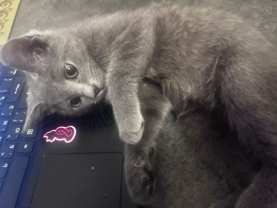 Продам котенка скоттиш страйт