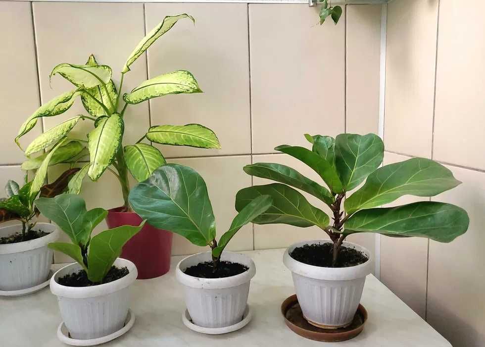 Шикарное растение Бамбино