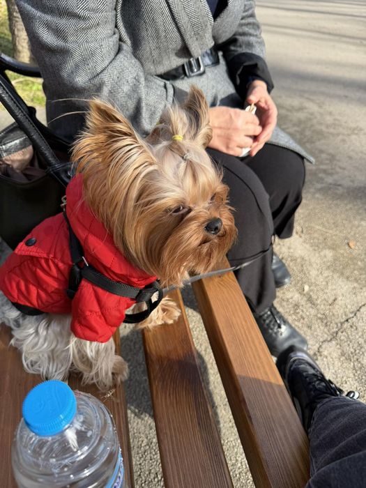 Йоркширски териер