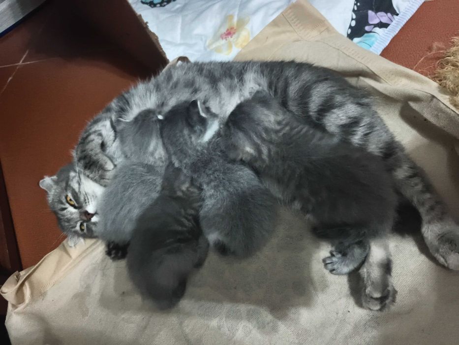 Продам котят скоттиш фолд