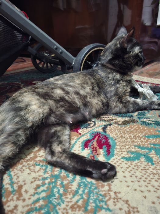 Кошечка стерилизована