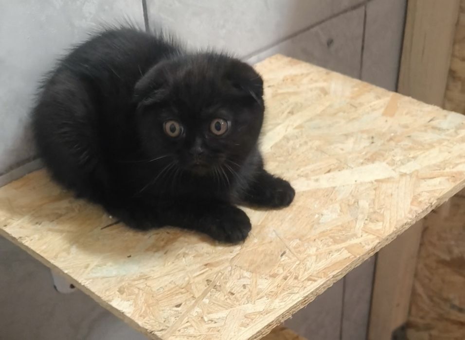 Scottish fold black de la crescător Felisa