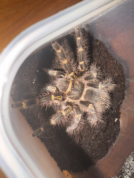 Паук птицеед. Grammostola aureostriata