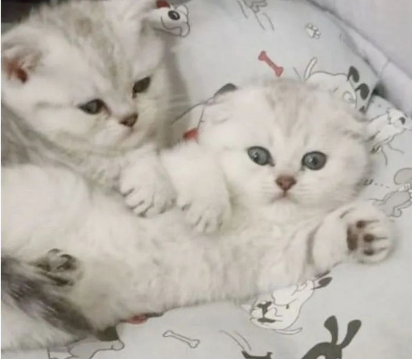 Серебристые шиншиллы