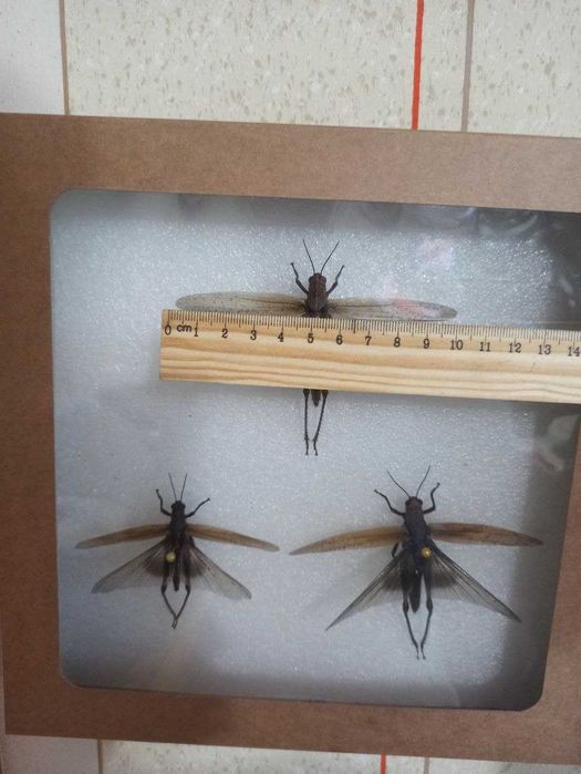 Восьмая казнь египетская