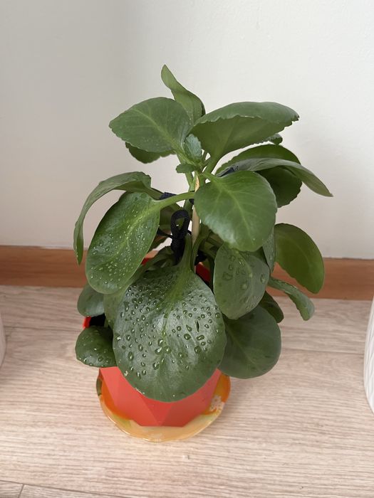 Продам комнатные растения