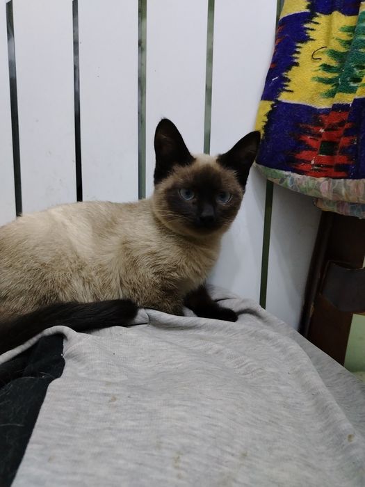 Мысық тегін беремін