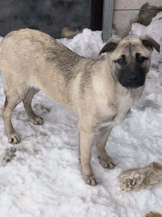 Отдам в хорошие руки щенков